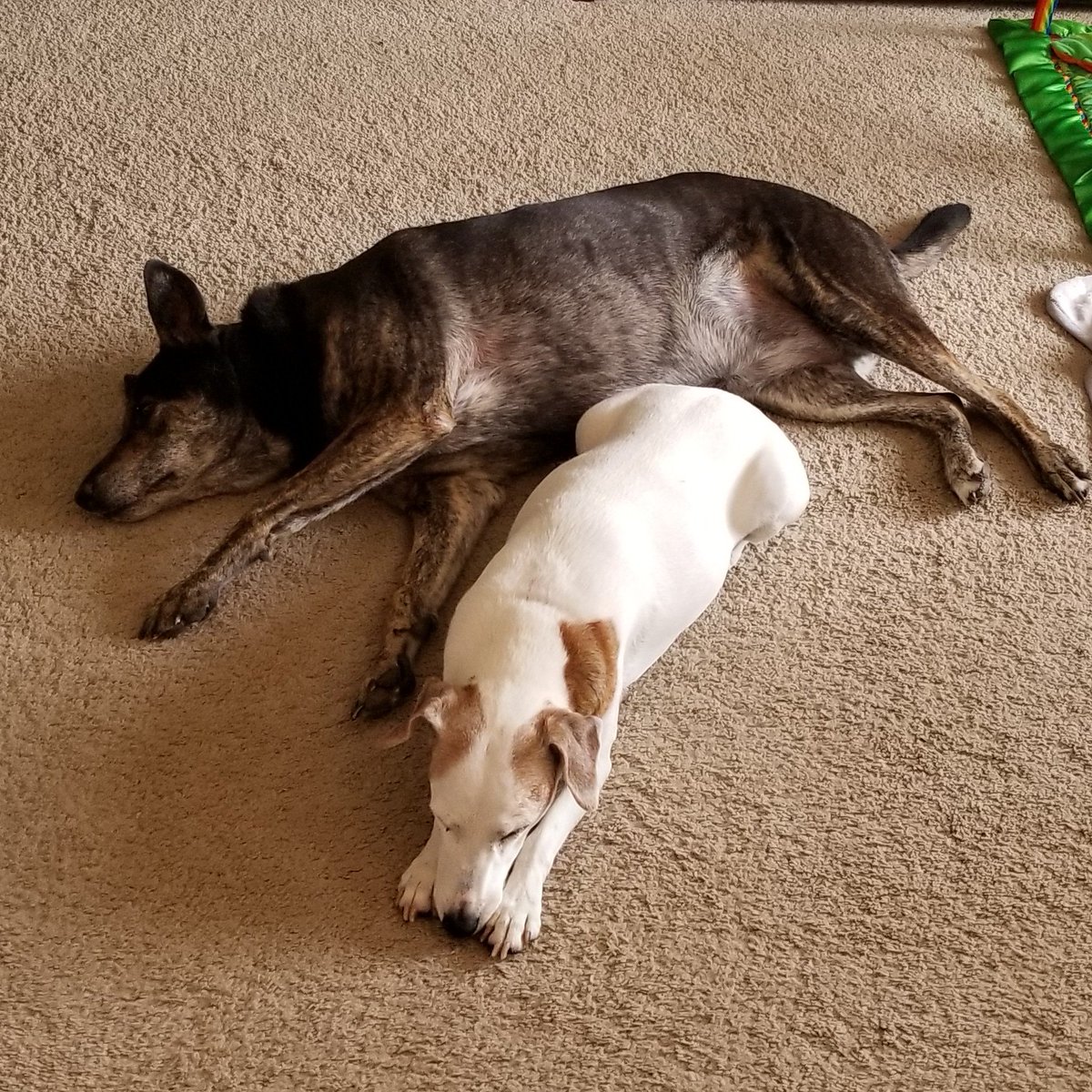 Celebrating #NationalDogDay with the best puppers