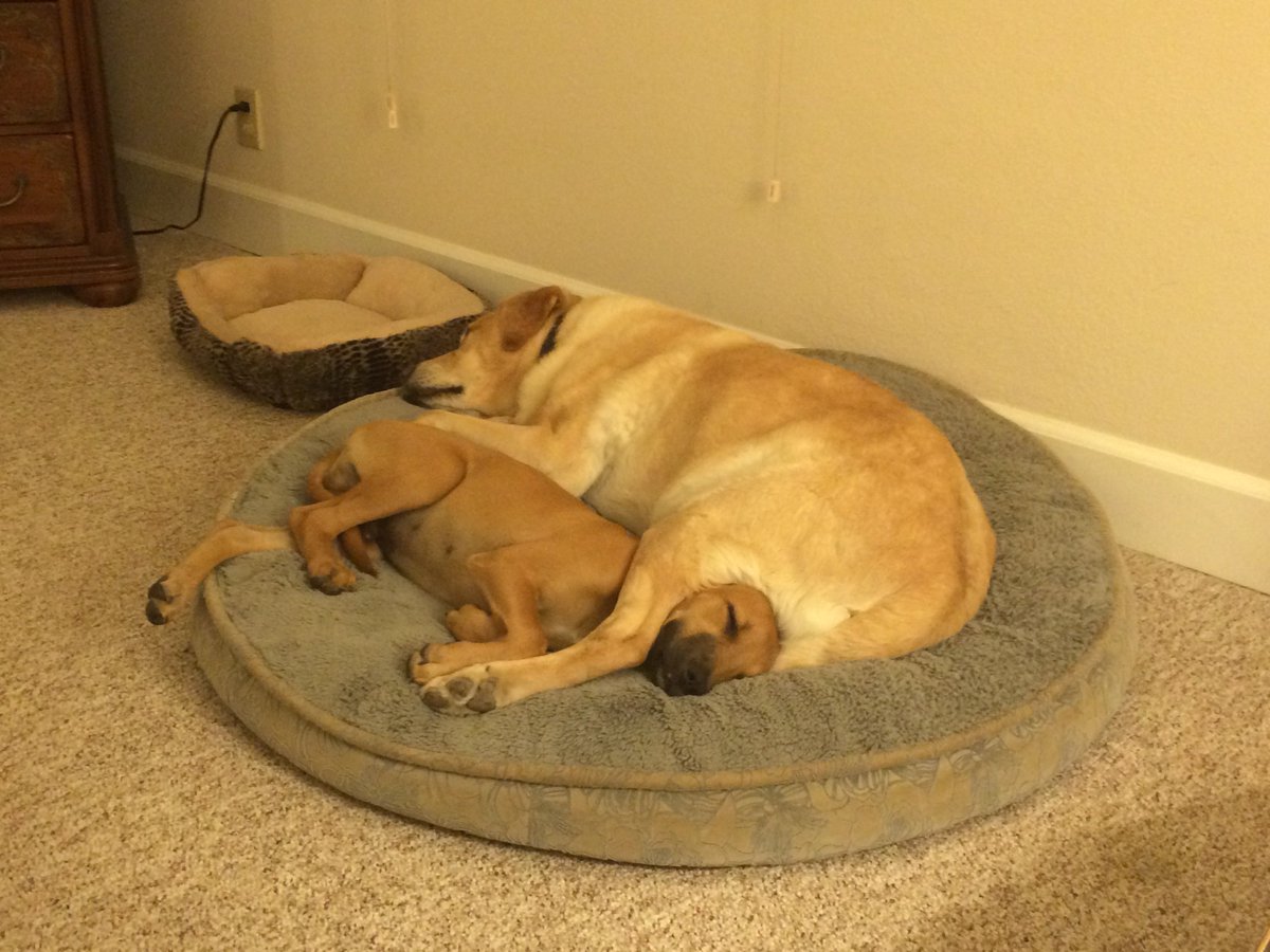 DogsCruz's tweet photo. One from the archives: Georgie and Iggy sleeping together. Loving brothers forever. We miss you everyday! #DogsCruz #BelizianHound #DogRescue https://t.co/itN4JZzMNc