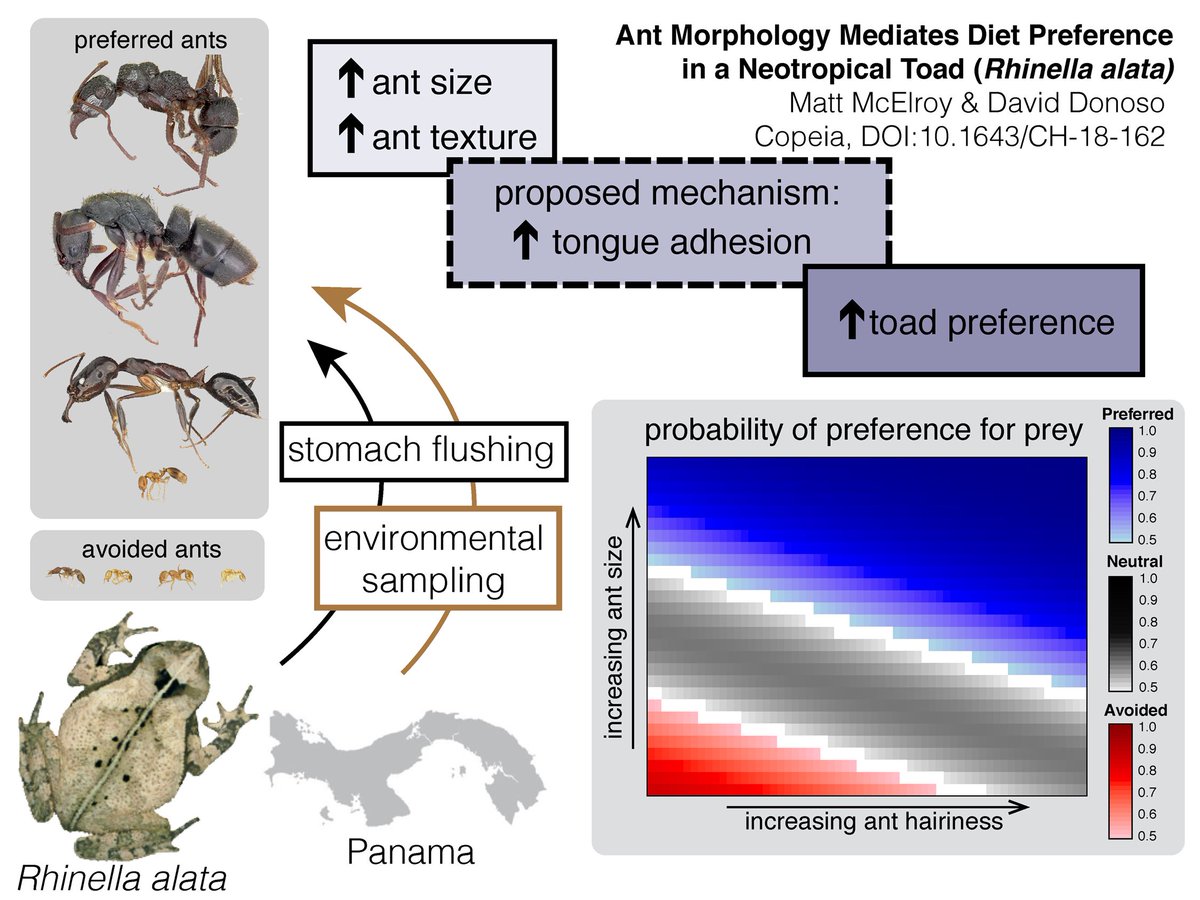 #NewInCopeia 🐸🐜 Ant Morphology Mediates Diet Preference in a Neotropical Toad (Rhinella alata)
Matthew T. McElroy &amp; David A. Donoso
Read this OPEN ACCESS paper at doi.org/10.1643/CH-18-…