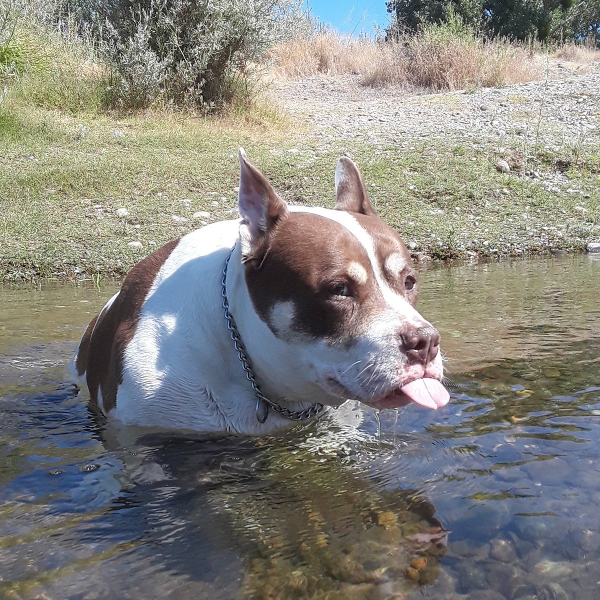 myvoice74's tweet photo. @dog_rates https://t.co/oCNql0L9JK