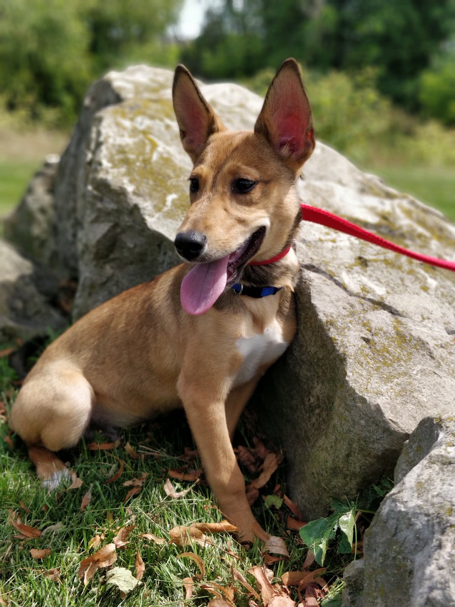 cityofhamilton's tweet photo. In honour of #InternationalDogDay we’re sharing some of the cute faces waiting for adoption at #HamiltonAnimalServices. Meet Usher, Denzel, Hugo &amp; Vader! If you’re interested in adopting one of these dogs email AnimalAdoptions@hamilton.ca, or visit at 247 Dartnall Rd #HamOnt https://t.co/Y55RaQSzsa
