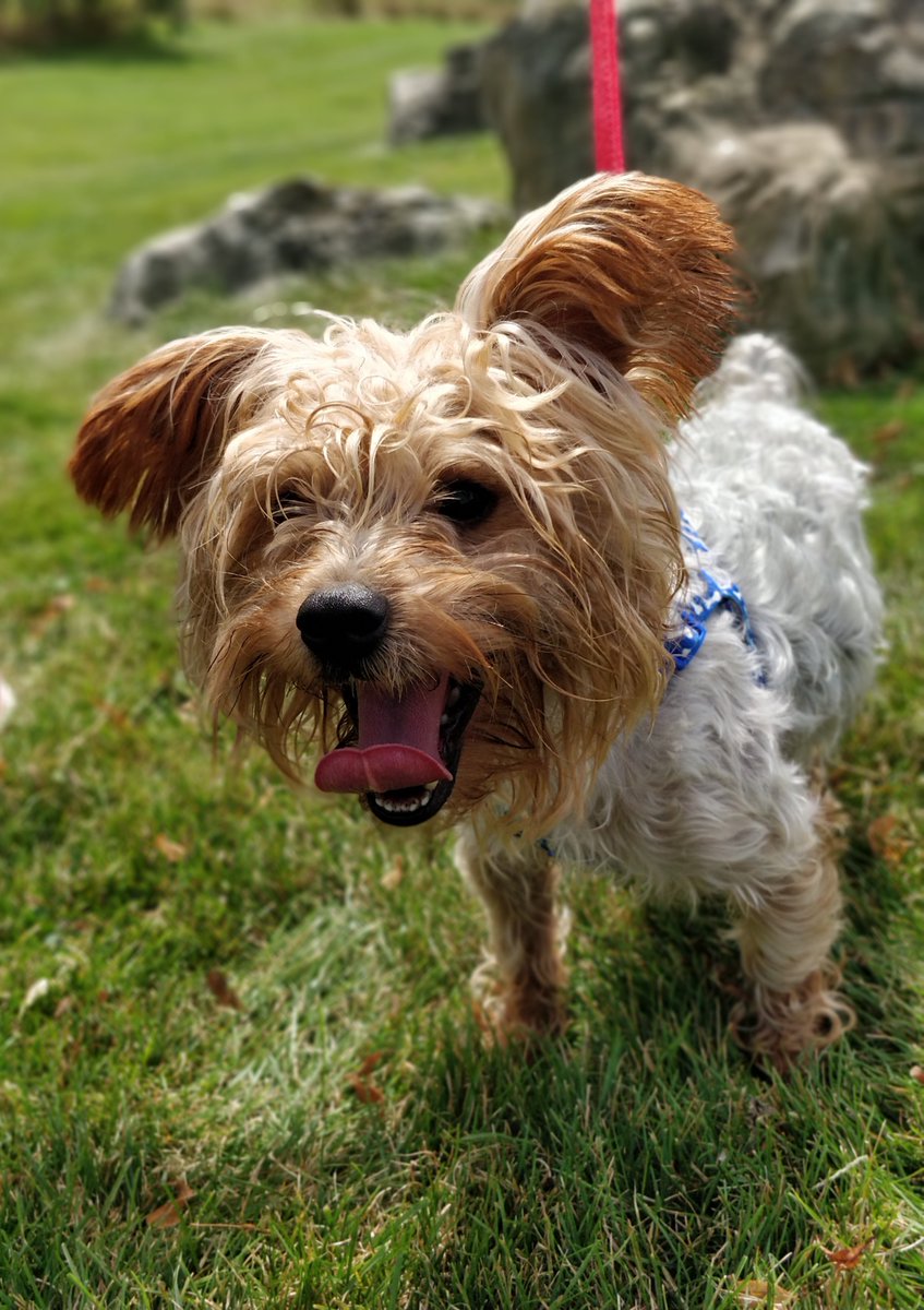 cityofhamilton's tweet photo. In honour of #InternationalDogDay we’re sharing some of the cute faces waiting for adoption at #HamiltonAnimalServices. Meet Usher, Denzel, Hugo &amp; Vader! If you’re interested in adopting one of these dogs email AnimalAdoptions@hamilton.ca, or visit at 247 Dartnall Rd #HamOnt https://t.co/Y55RaQSzsa