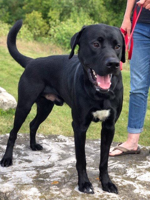 cityofhamilton's tweet photo. In honour of #InternationalDogDay we’re sharing some of the cute faces waiting for adoption at #HamiltonAnimalServices. Meet Usher, Denzel, Hugo &amp; Vader! If you’re interested in adopting one of these dogs email AnimalAdoptions@hamilton.ca, or visit at 247 Dartnall Rd #HamOnt https://t.co/Y55RaQSzsa