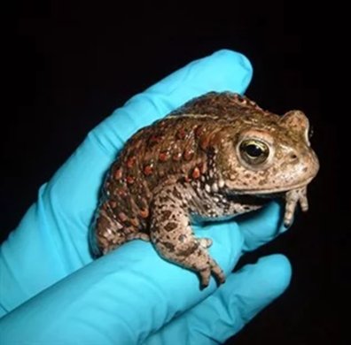 NATTERJACK NATTER

8pm Tuesday 3rd September 

Susie Phillips joins us for a talk on conservation genetics of the Natterjack Toad around the Dee Estuary.

<a href="/TheLockkeeperC/">Thelockkeeperchester</a>, Canal Side, Chester, CH1 3LH