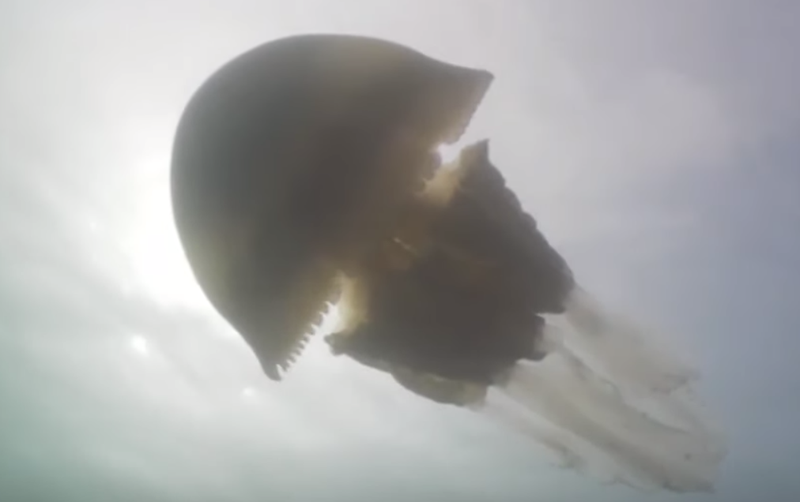 ECRBreakfast's tweet photo. Giant jellyfish leaves diver in awe
https://t.co/FkSkI7sfqU
#SeaLife #Jellyfish #CaughOnCamera https://t.co/C0xwIOH02B