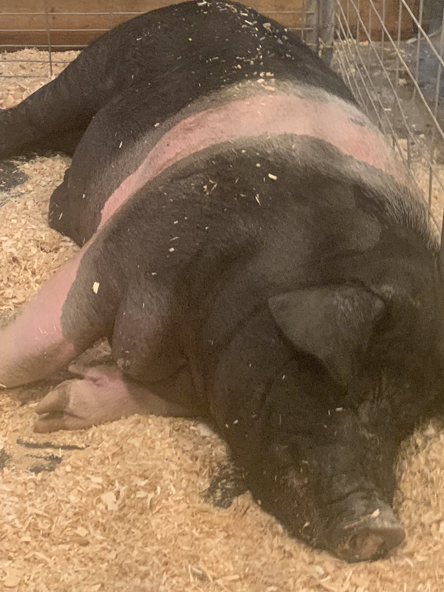 hoopsbrewing's tweet photo. Charlie 1180lbs 4 years old #mnstatefair #friendlypig #thefriendlybeerhall #hoopsbrewing https://t.co/p8x3hDcH4a