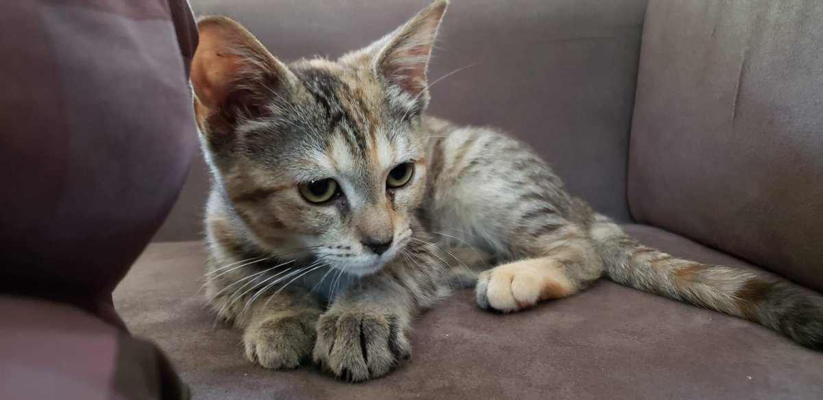 BetsyHavel's tweet photo. @RachelMiner1 Wanted to introduce you to our new little baby we rescued from the shelter, Megan Rachel, aka Meg-pie ♡ https://t.co/bXGKz2xcdh