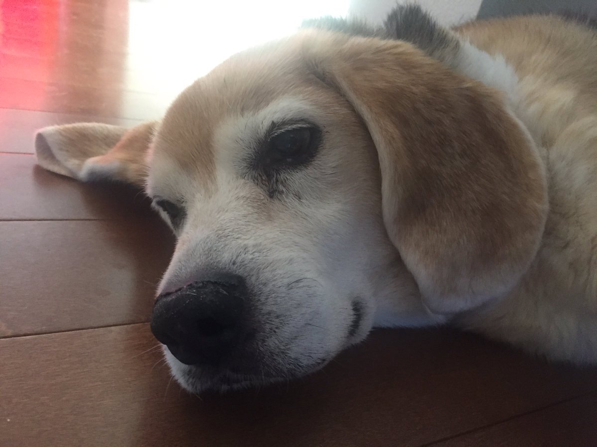 Happy International Dog Day to all the pups and their stream parents today!