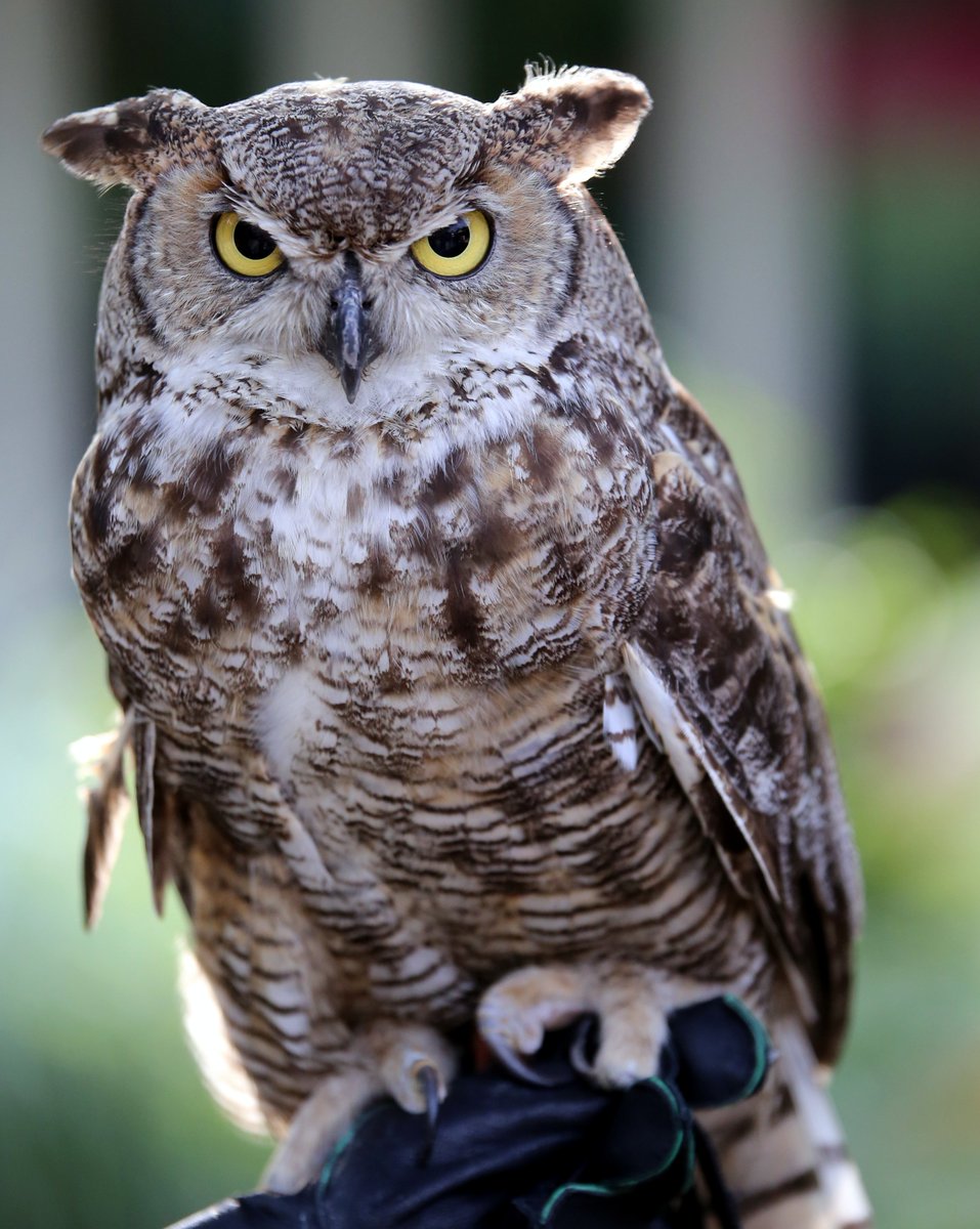 🦉 I just took a DNA test, turns out I'm 100% that OWL.