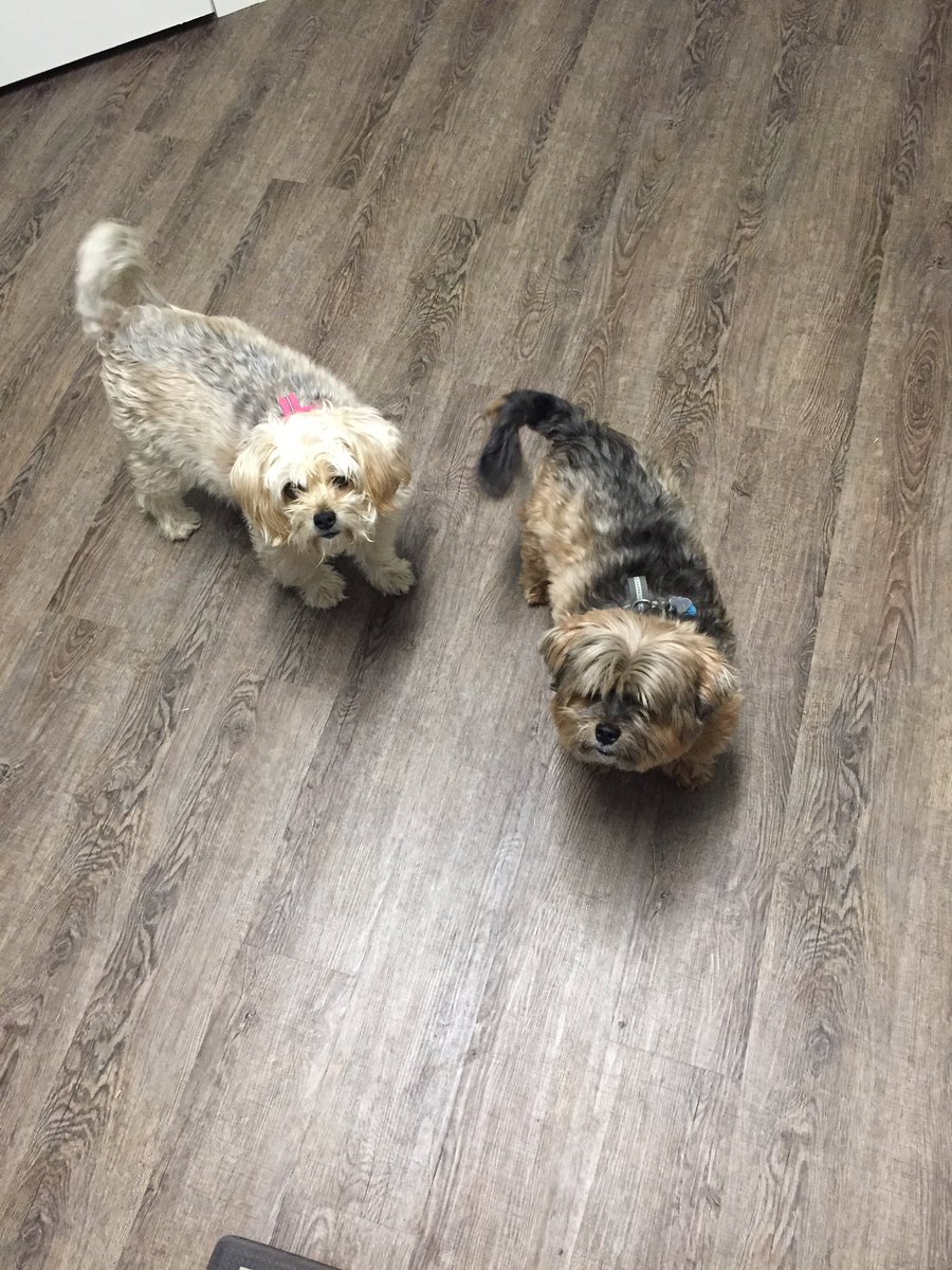 weeapril1's tweet photo. @ChrisYoungMusic These Two Are Always Right By Me 🥰🐶🐶 #myshadows #NationalDogDay2019 #daisy #cooper #yorkiemixed #shihtzumixed #brotherandsister https://t.co/8ZWS1oT1Bz