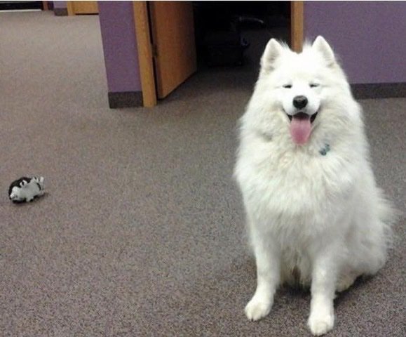 NovasphereInc's tweet photo. Happy #InternationalDogDay to all the good doggos out there. 🐶🐕 https://t.co/pstgvrvcjB