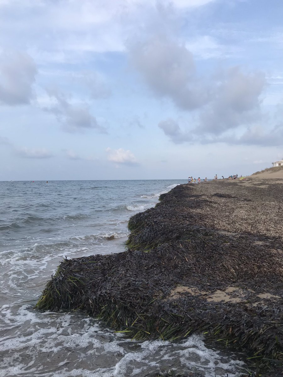 anaflorence1's tweet photo. Después de una semana, este es el estado de la playa de las Marinas de Denia. Una de las playas con más turismo de la zona. Así cuida él turismo el Ayuntamiento de Denia. En estas condiciones y sabiendo que no hacen nada al respecto, no vuelvo...  @DeniaTurismo @ayto_denia https://t.co/NiDNqYcYKn