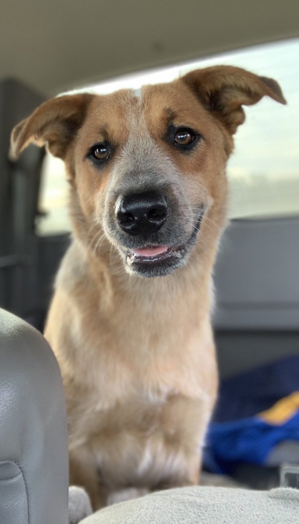 kendall_becker's tweet photo. @dog_rates George 🥰 https://t.co/guPOVgpWZE