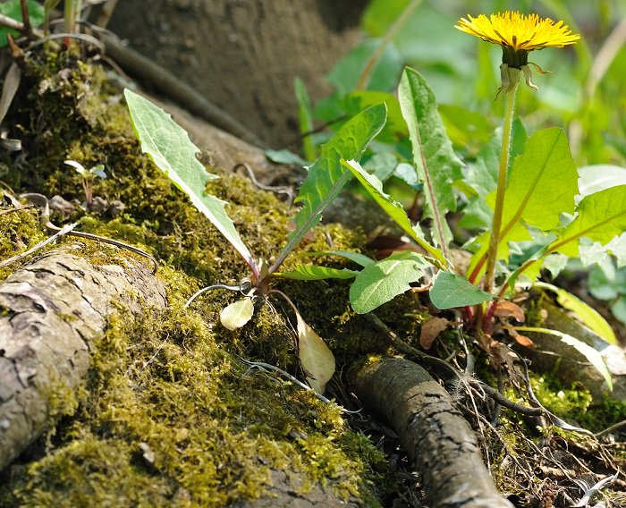 offgridnews's tweet photo. Fall Foraging For Powerful Healing Roots - https://t.co/PvyKNQVKNY https://t.co/LyJy3ekouy