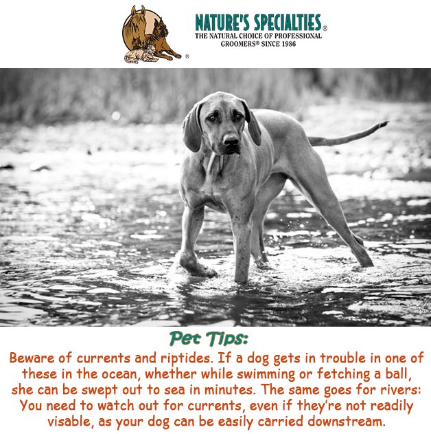 See our Products: naturesspecialtiesmfg.com 
#NaturesSpecialties #PetProducts #PetCare #Pets #PetSupplies #Groomers #PetFacts #FunFacts #PetTips