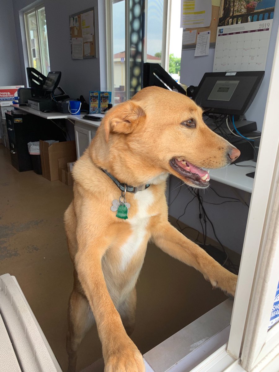 RagingWaves's tweet photo. Happy National #DogDay! Our furry friend Cooper is waiting for you to visit this weekend! #RW19 https://t.co/RykzLS7HIi