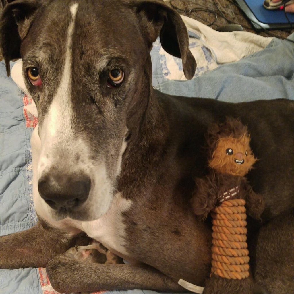 IanStep6725's tweet photo. @dog_rates https://t.co/YFI0S5HC3a