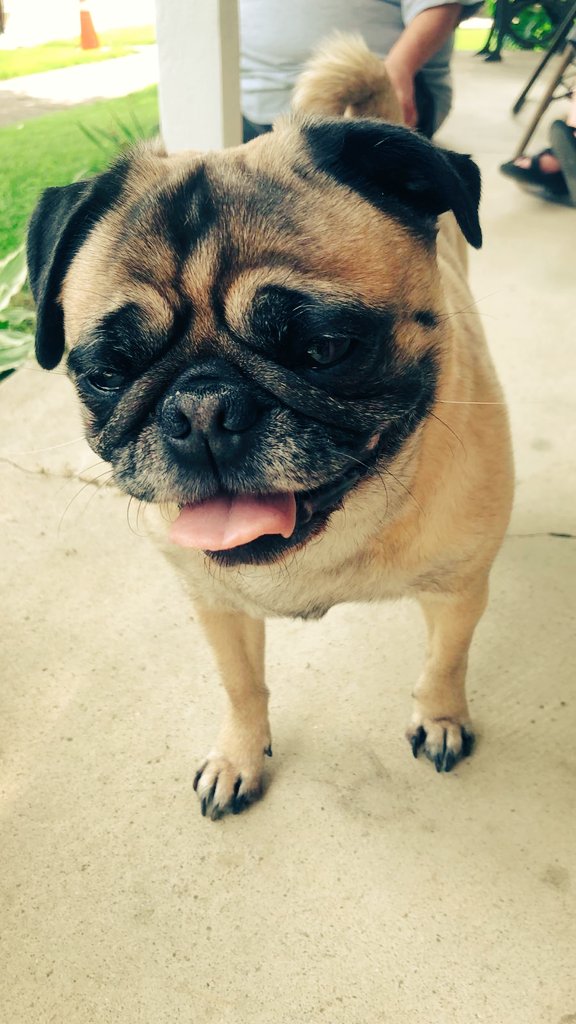 JayCasey22's tweet photo. @USArmy Sindell says Hi ☺🐶💛🐾 https://t.co/XYU7dnbyUs