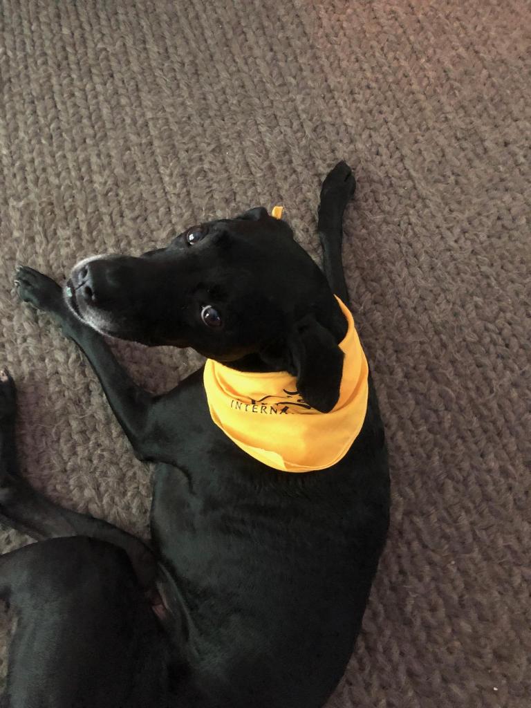 HeiferCEO's tweet photo. Baloney is a proud member of #TeamHeifer. He's joining us on our mission to end hunger and poverty. #InternationalDogDay https://t.co/MjCgtGFu8P