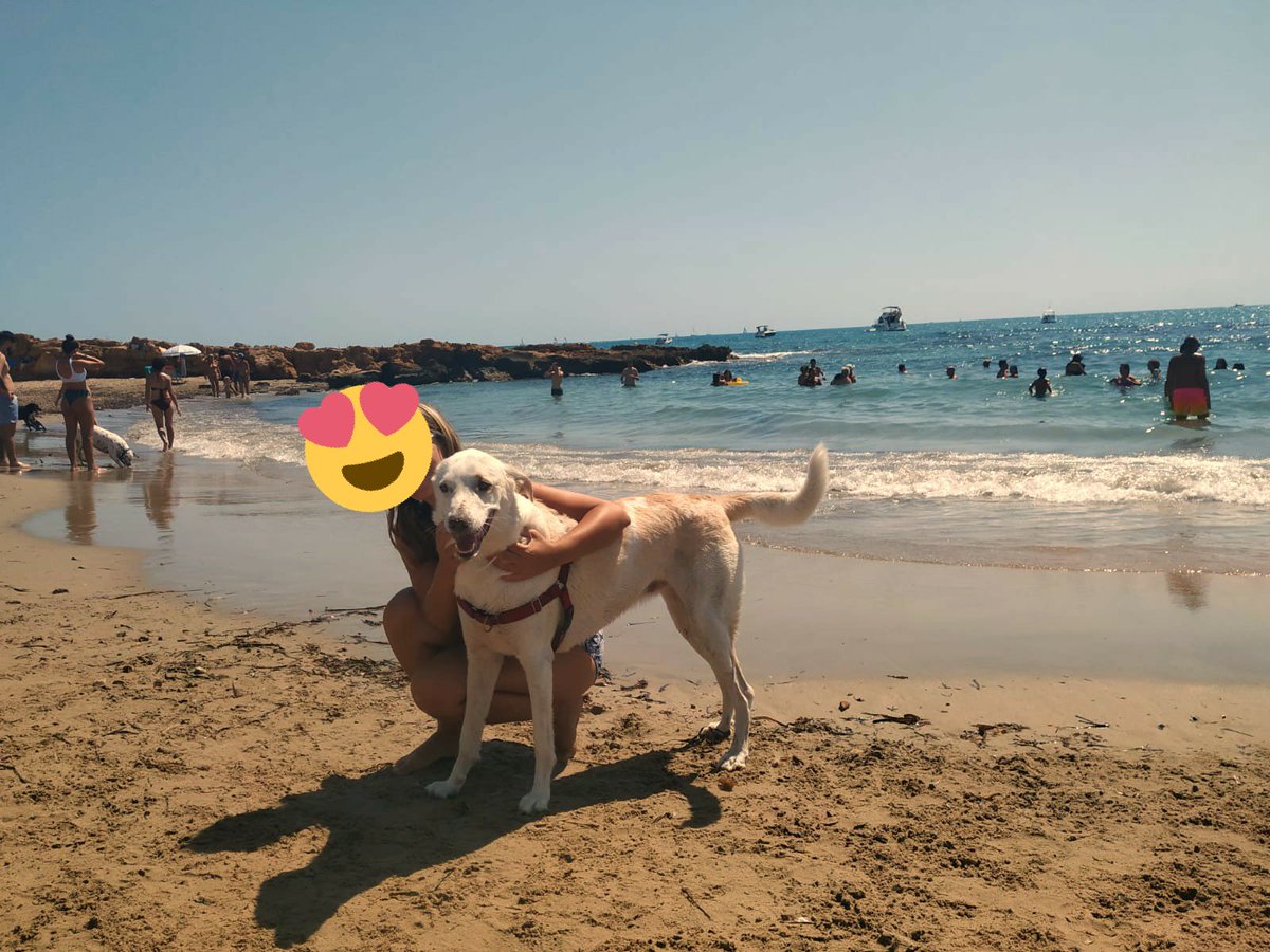 locadlosgatos16's tweet photo. @PartidoPACMA Nosotros siempre llevamos a nuestra pequeña de vacaciones, este año ha tocado playa 😚 #ContigoAtodasPartes #FelizLunes https://t.co/h15PxyFWBD
