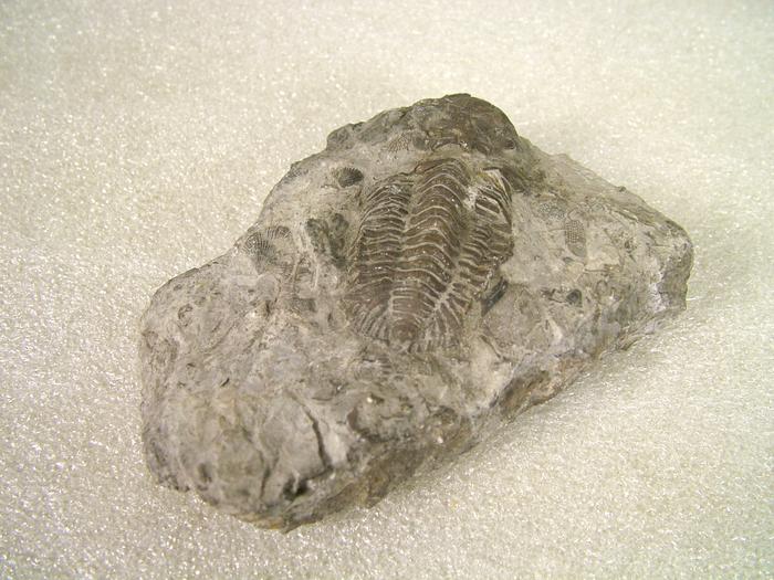 Grand Rapids Retro tweet media