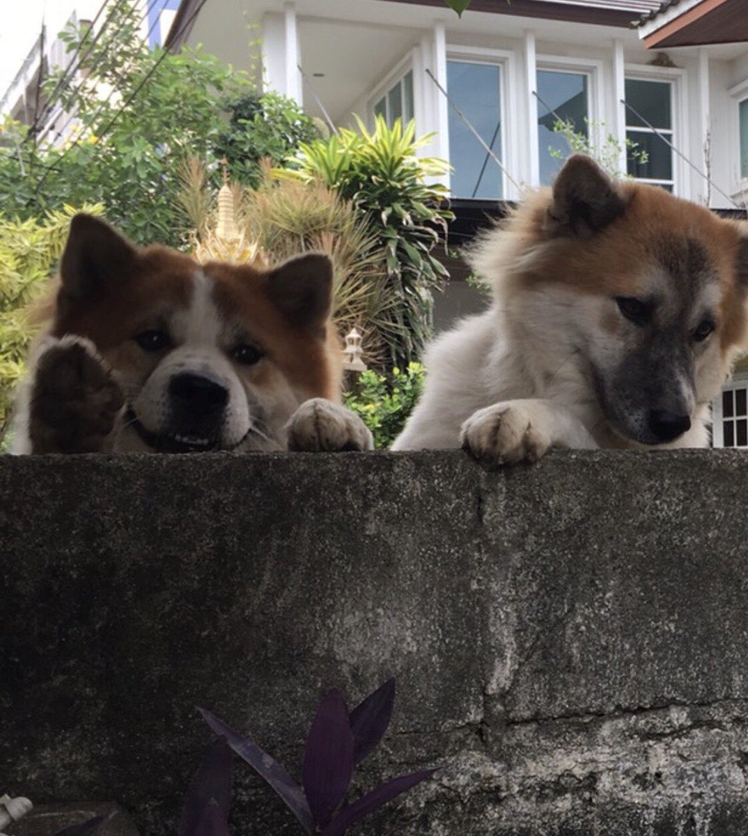 จุ๊มต๊อป จ๊อปตุ๊ม ૮ฅ •̤̀ ᴥ •̤́ აฅ tweet media