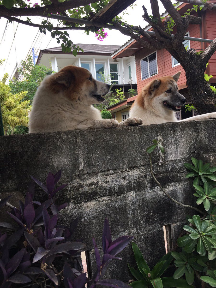 จุ๊มต๊อป จ๊อปตุ๊ม ૮ฅ •̤̀ ᴥ •̤́ აฅ tweet media
