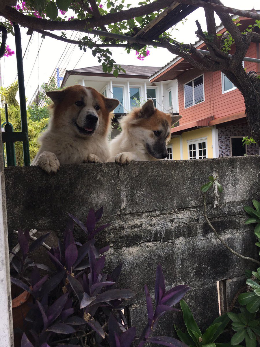 จุ๊มต๊อป จ๊อปตุ๊ม ૮ฅ •̤̀ ᴥ •̤́ აฅ tweet media
