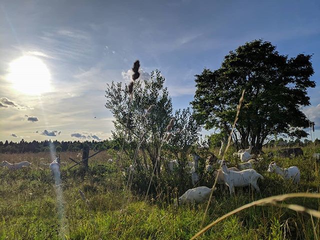 ferma_ileshevo's tweet photo. Гуляем в последние солнечные деньки.🌝🐐🌤 #козы#козьемолоко#козийсыр#фермаилешево#экопродукты#экология##кологривскийлес #козьемолоко #ферма https://t.co/mHLfnpcDBE