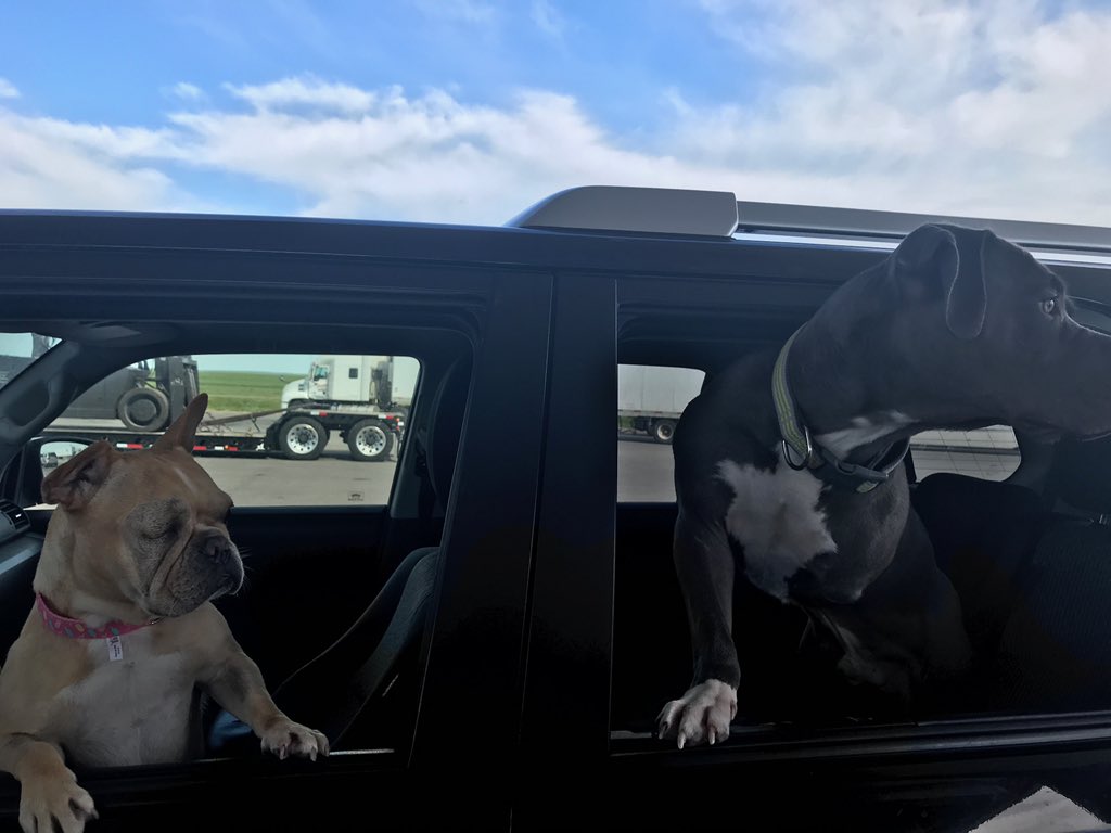 K9Falo's tweet photo. Happy #NationalDogDay from @IzzythePibble, @RescueRoscoe, Grace O’Malley, and mom’s new work doggo, Nero! #whosagoodboy #nerothehero #retiredlife #k9falo https://t.co/4Eu3GXugiX