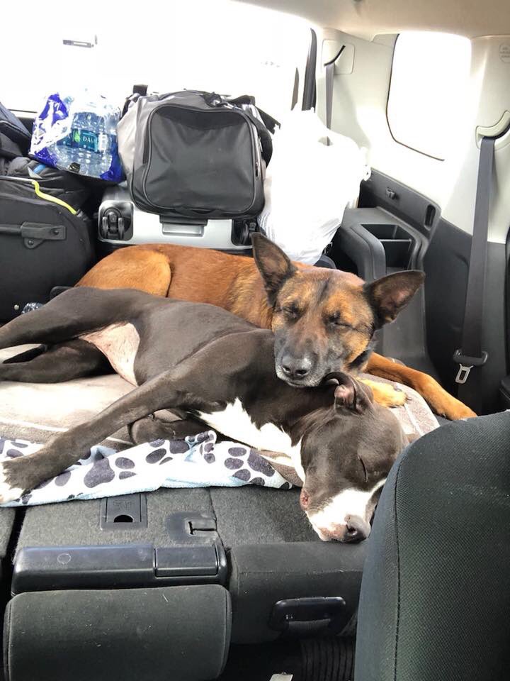 K9Falo's tweet photo. Happy #NationalDogDay from @IzzythePibble, @RescueRoscoe, Grace O’Malley, and mom’s new work doggo, Nero! #whosagoodboy #nerothehero #retiredlife #k9falo https://t.co/4Eu3GXugiX