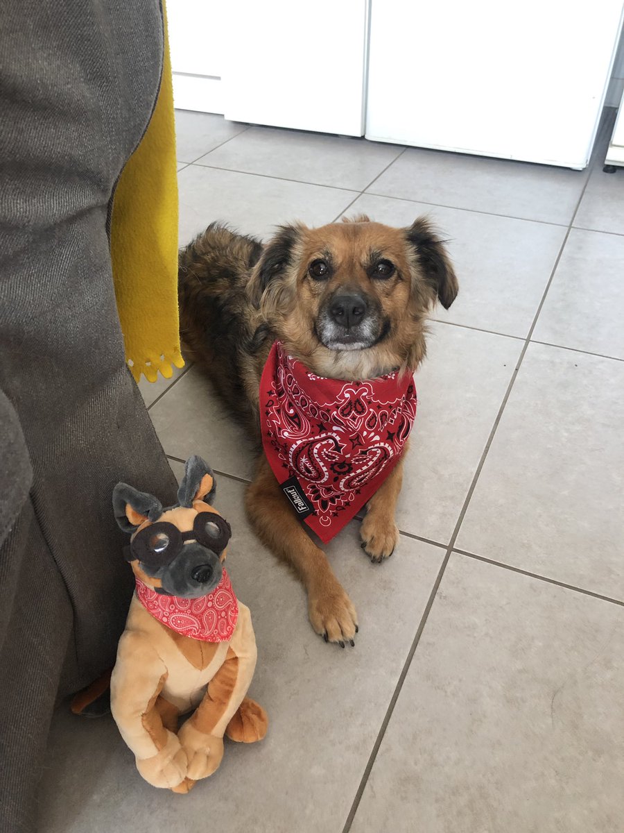DresseurPakito's tweet photo. @Fallout Tyda and Dogmeat are waiting their hoodie 🙄 https://t.co/c3TmorEzm9