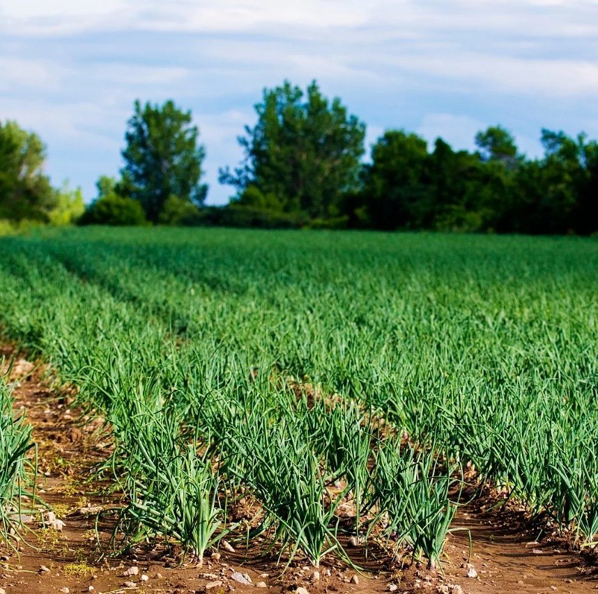 abiorganickits's tweet photo. Organic agriculture is a lifestyle that everyone should embrace. There is an agrarian consciousness that could solve most of the problems facing humanity today. When we connect to the soil we connect to our soul.
#GoOrganic #organicstyle #organicway #healthychoices #organicmagic https://t.co/yYPlC2PTux