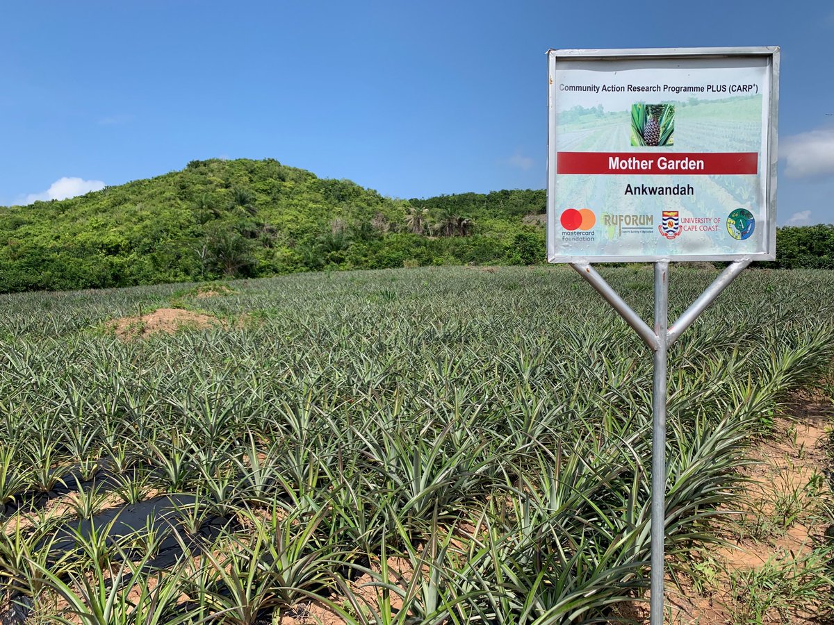 Pineapple Value Chain Project Carp+ Ghana tweet media