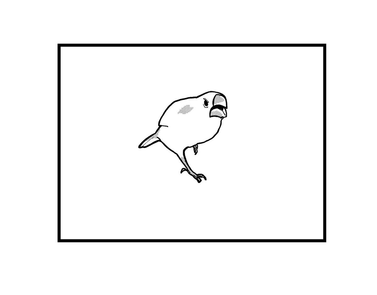 文鳥がチンピラだと?!
#文鳥 #4コマ漫画 