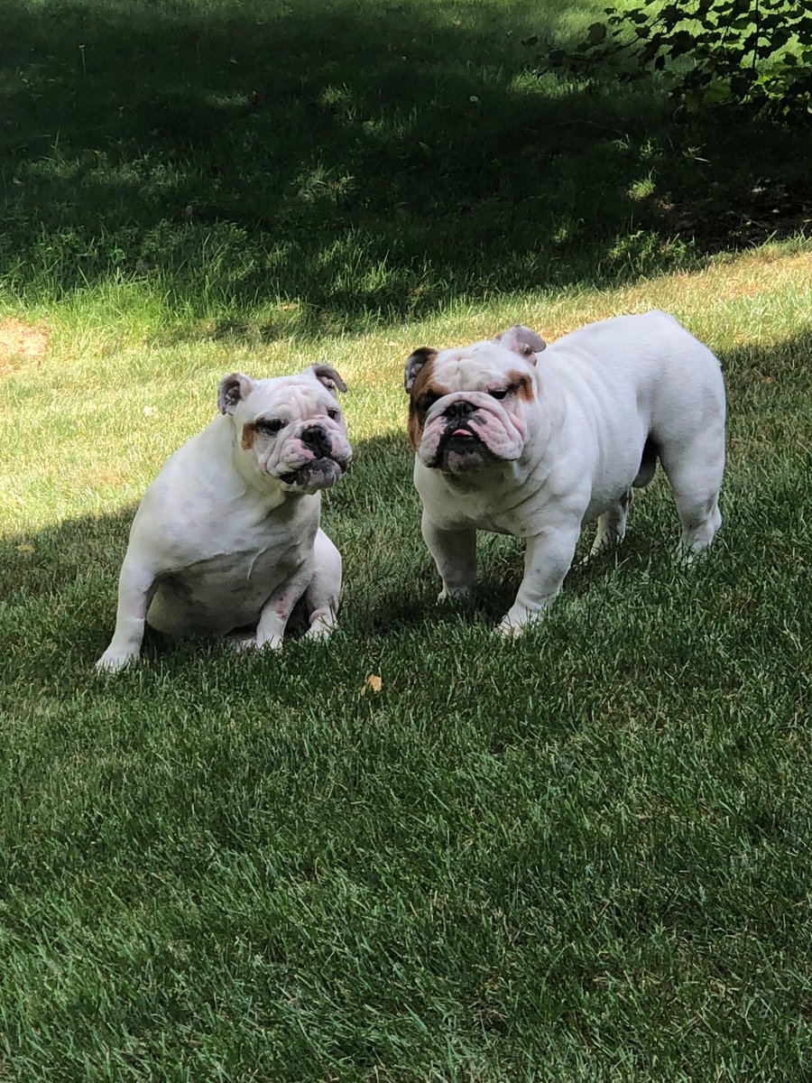 mariob33's tweet photo. #InternationalDogDay

#RIPDozer&amp;Shaunti - Miss you guys forever !  

Daddies besties! #Kevin&amp;Sugar https://t.co/tcxftQtluQ