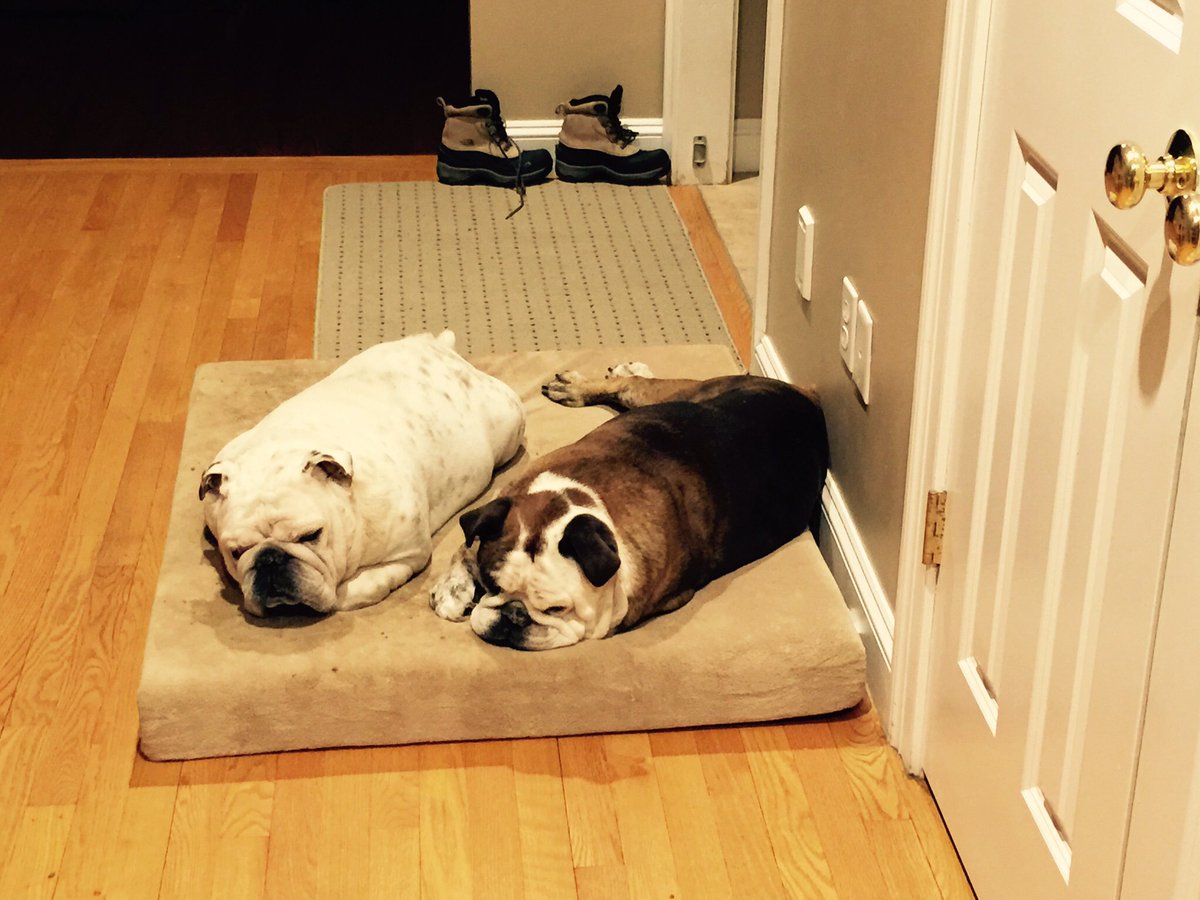 mariob33's tweet photo. #InternationalDogDay

#RIPDozer&amp;Shaunti - Miss you guys forever !  

Daddies besties! #Kevin&amp;Sugar https://t.co/tcxftQtluQ