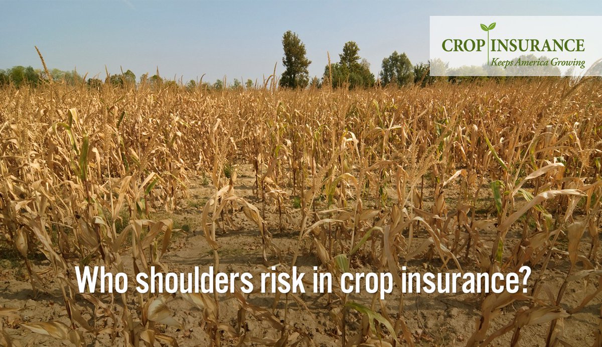UScropinsurance's tweet photo. Who shoulders risk in crop insurance? Learn more: https://t.co/xSjPzpJBks #cropinsurance #riskmanagement #safetynet #crops #farmers #farmer #farms #farm #farming #agriculture #donoharm https://t.co/Gl7ix6PZzp
