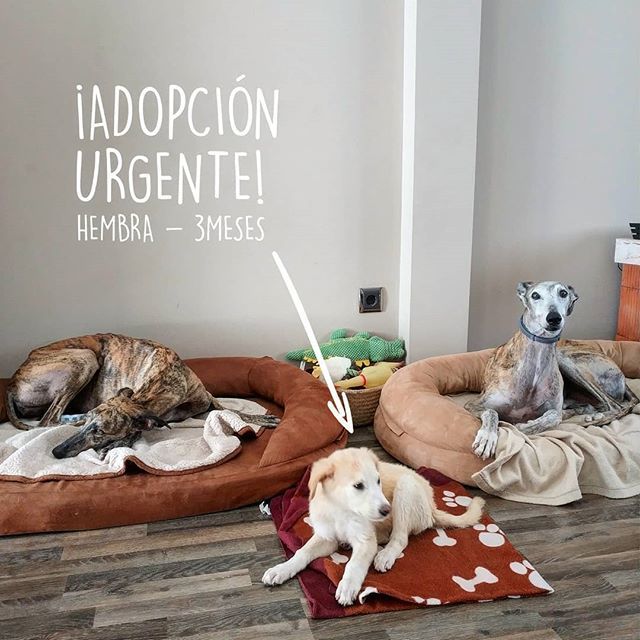 AitorContreras's tweet photo. Encontramos el viernes a esta perrita de solo 3 meses en medio de la carretera al lado de una gasolinera, junto al que creemos que era su hermano. A ella pudimos recogerla, el hermano escapó y no logramos encontrarlo :( La llevamos al veterinario para que nos ayudara a limpi… https://t.co/5t6mlaQofE