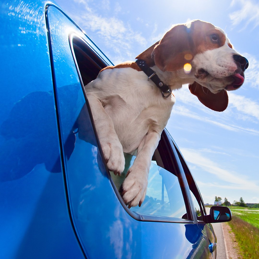 Whiteoak_Ford's tweet photo. A day to appreciate our best friend on four legs! 🐶
.
.
#nationaldogday #bestfriend #pets #mansbestfriend #ride #passenger #happymonday #goauto #cars #roaddog #ontario #travel #mississauga https://t.co/MufLyrcw5y