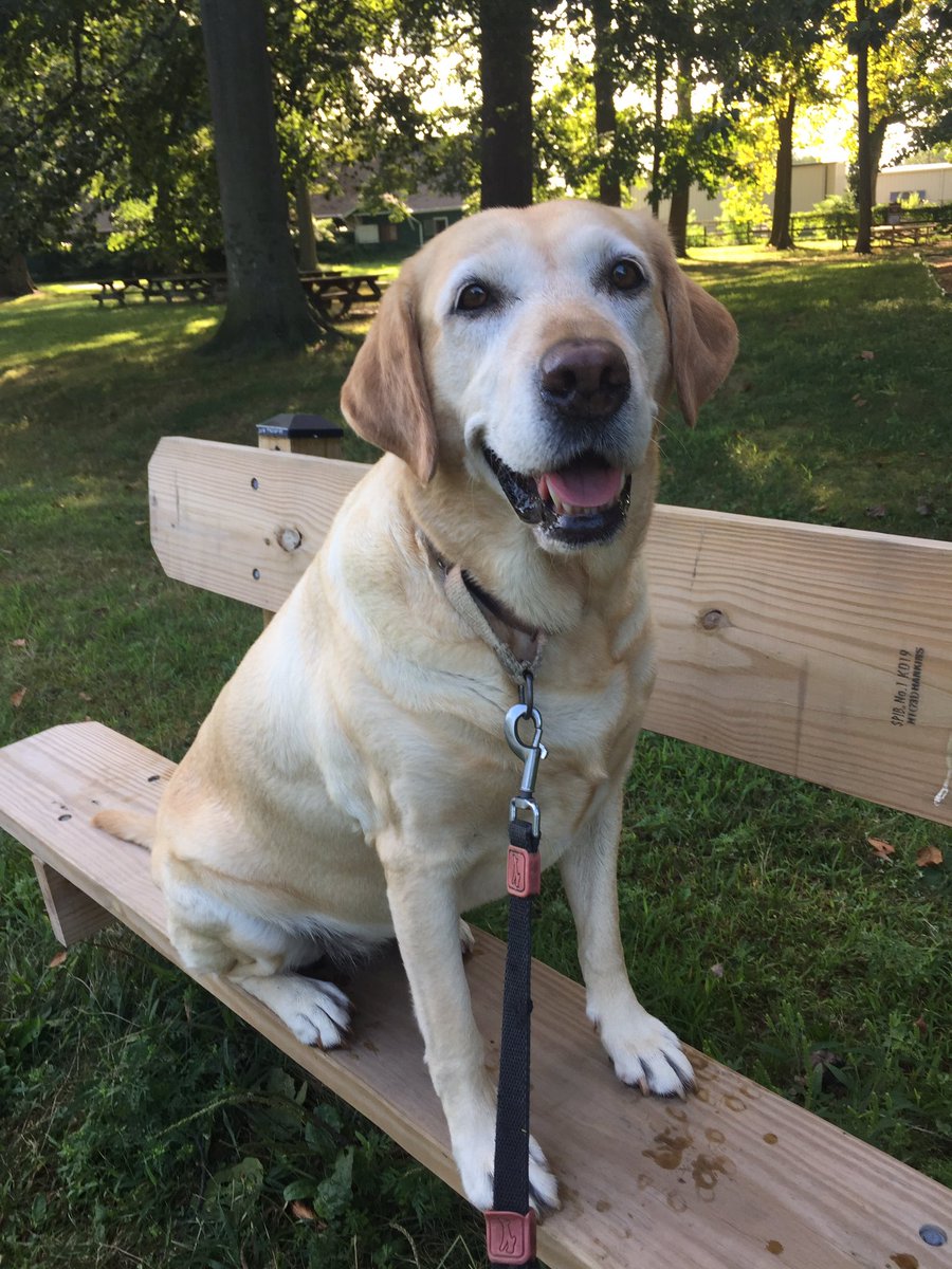 hesterksutton's tweet image. We adopted this pretty little princess three years ago from the Delaware Humane Association #ocsstrong