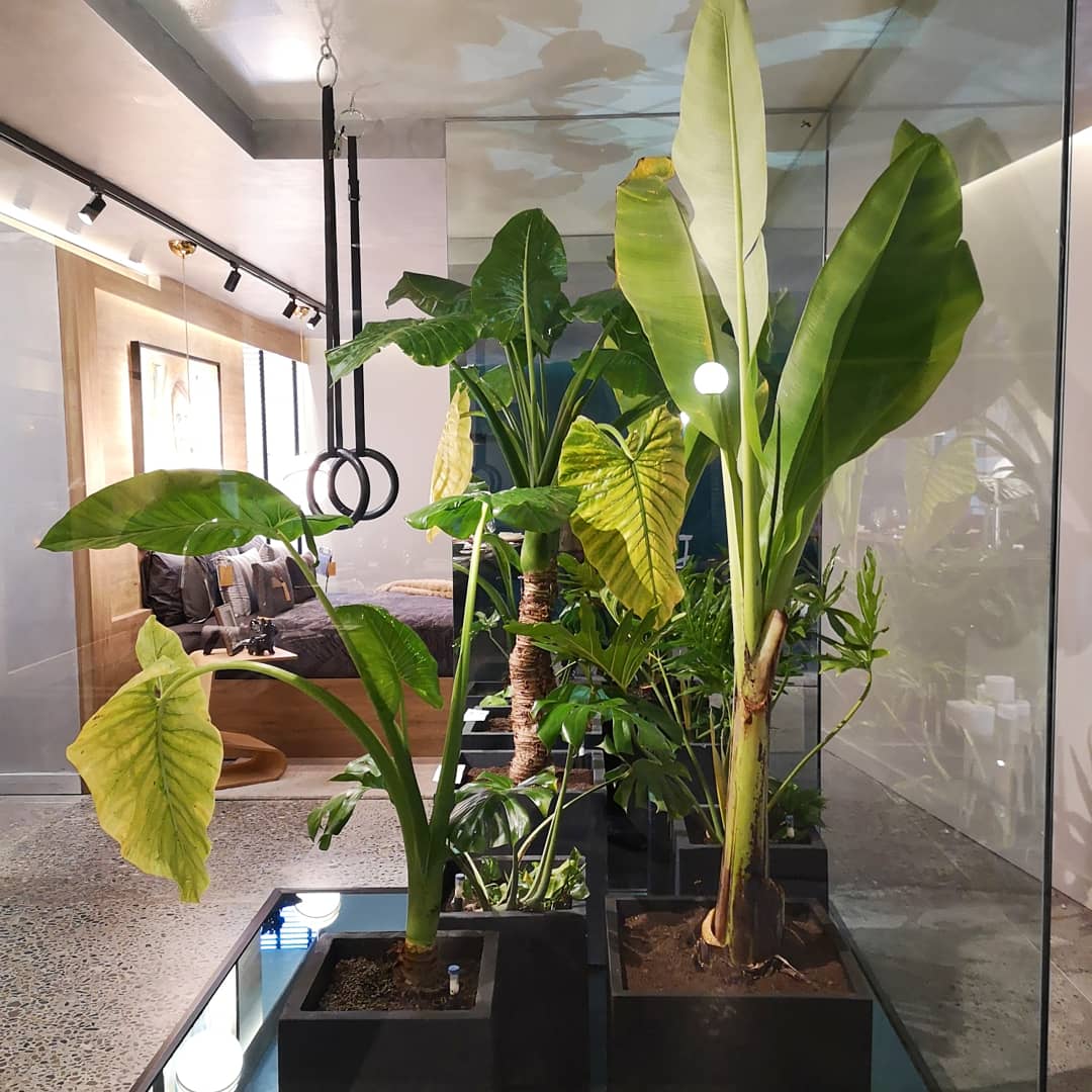 Carelhue_scl's tweet photo. Amigos, les comunicamos que luego de terminada la muestra en @casafoacl, todas nuestras plantas expuestas ahí serán vendidas en excelentes precios. 
Sigan atentos 😉
* 🌱Plantas: Philodentro Paraguayo, Banano, Philodentro Monstera y Manto de Eva. https://t.co/vHph8KHb84