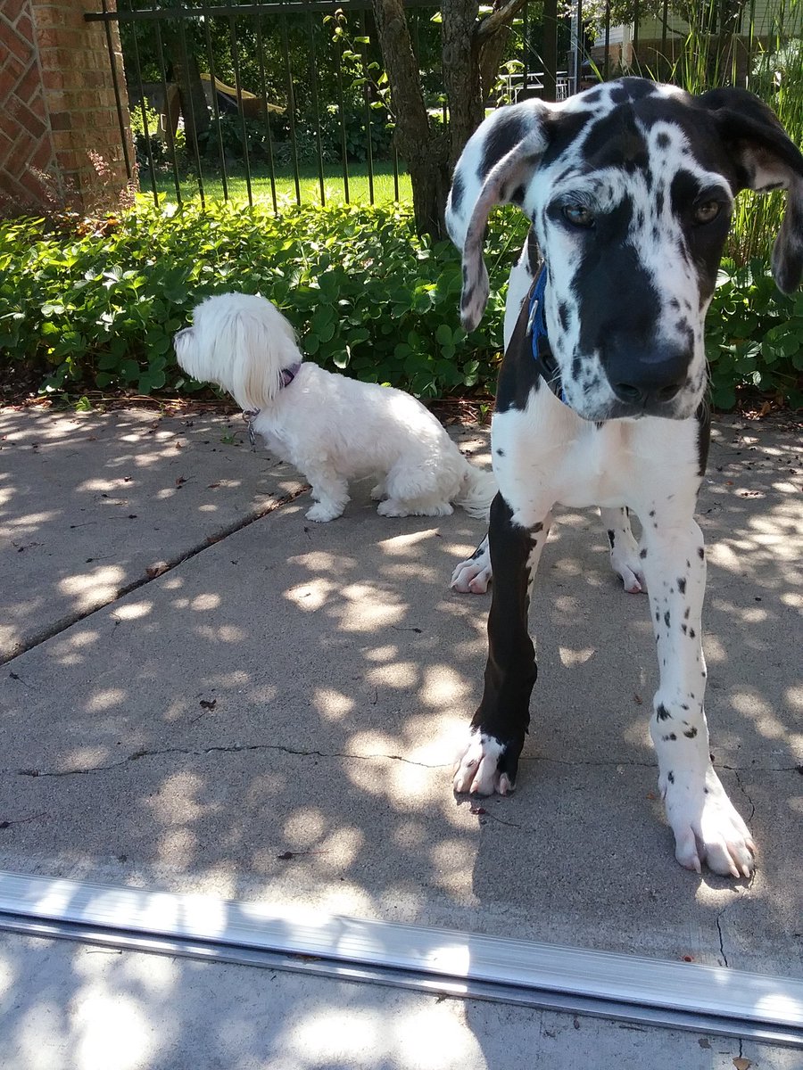 SimplyIdentical's tweet image. Happy international dog day! 🐶🐾❤ #InternationalDogDay #twinsisters #twitter #twins #twinlife