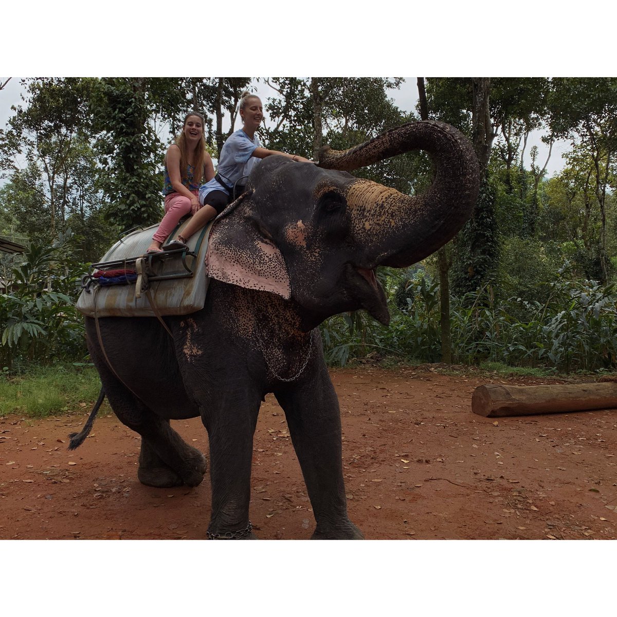 charcrilley96's tweet photo. best. day. everrr 🐘 https://t.co/ftqLuyCUKc