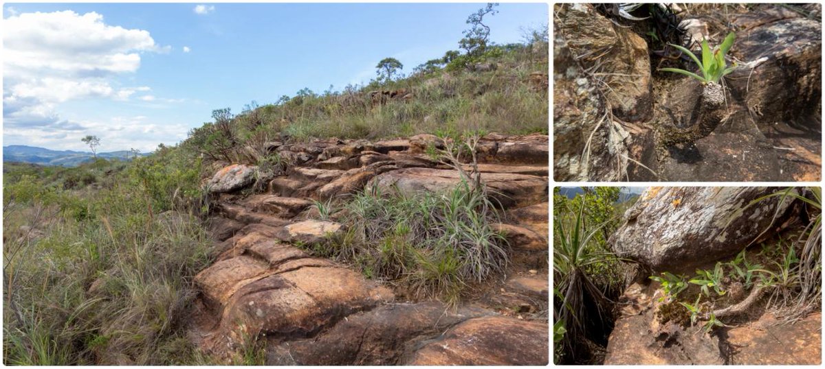 ICYMI read "#Microbiomes of Velloziaceae from phosphorus-impoverished soils of the campos rupestres, a biodiversity hotspot" in <a href="/ScientificData/">Scientific Data</a> from <a href="/apcamargo_/">Antonio Camargo</a> <a href="/unicampoficial/">unicampoficial</a> , <a href="/alicia_clum/">aclum_clum</a> <a href="/simroux_virus/">Simon Roux</a> <a href="/kyrpides/">Nikos Kyrpides</a> <a href="/supramuk/">Supratim Mukherjee</a> <a href="/jgi/">Joint Genome Institute</a> and others: rdcu.be/bMQ5f