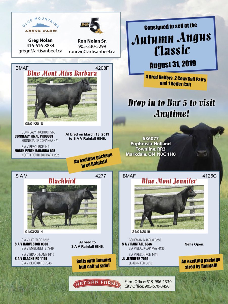 We are selling at the Autumn Angus Classic in Hanover, ON this weekend! Contact T Bar C @ 519 374 3335 to learn more!