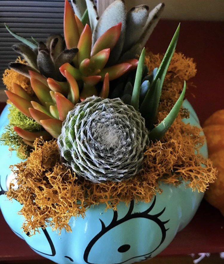 _DaniKalifornia's tweet photo. Who wants to smoke and get creative with me?? @koalapuffss @SilencedHippie I host #elevateandcreate workshops, you can make your very own Jack or Sally filled with fresh succulents you get to pick out and design. https://t.co/0aU1Jw4QfS