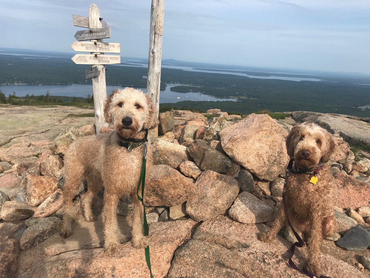 tfgarrity's tweet photo. @dog_rates Pip and Scout on Sargent Mountain, @ALT_ACADIANP @AcadiaNPS https://t.co/WRuDrrMQWa