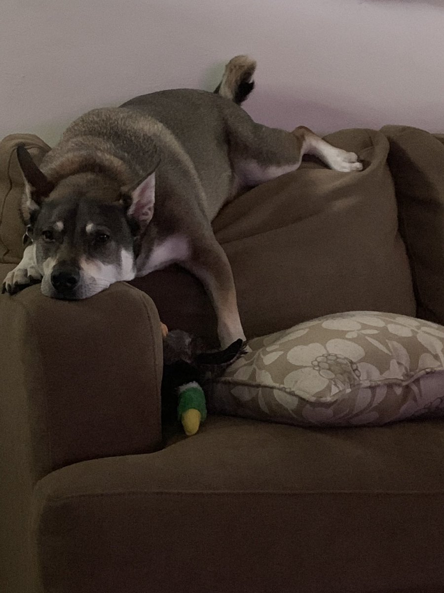 #NationalDogDay <a href="/JoshHixenbaugh/">Joshua Hixenbaugh</a> Dobby &amp; Otev ♥️🐶🐾🥰