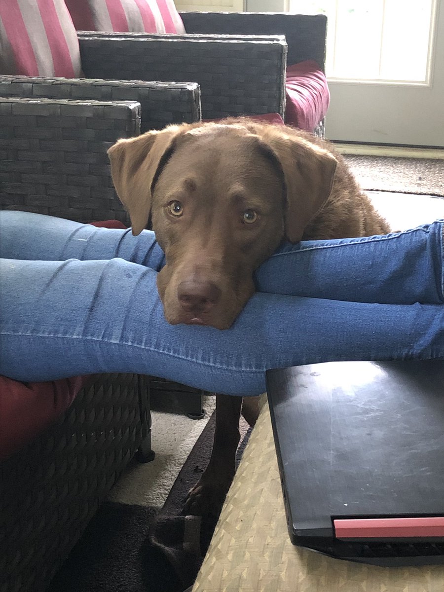 arobinson015's tweet photo. @dog_feelings @dog_rates https://t.co/06ew0BZJlp